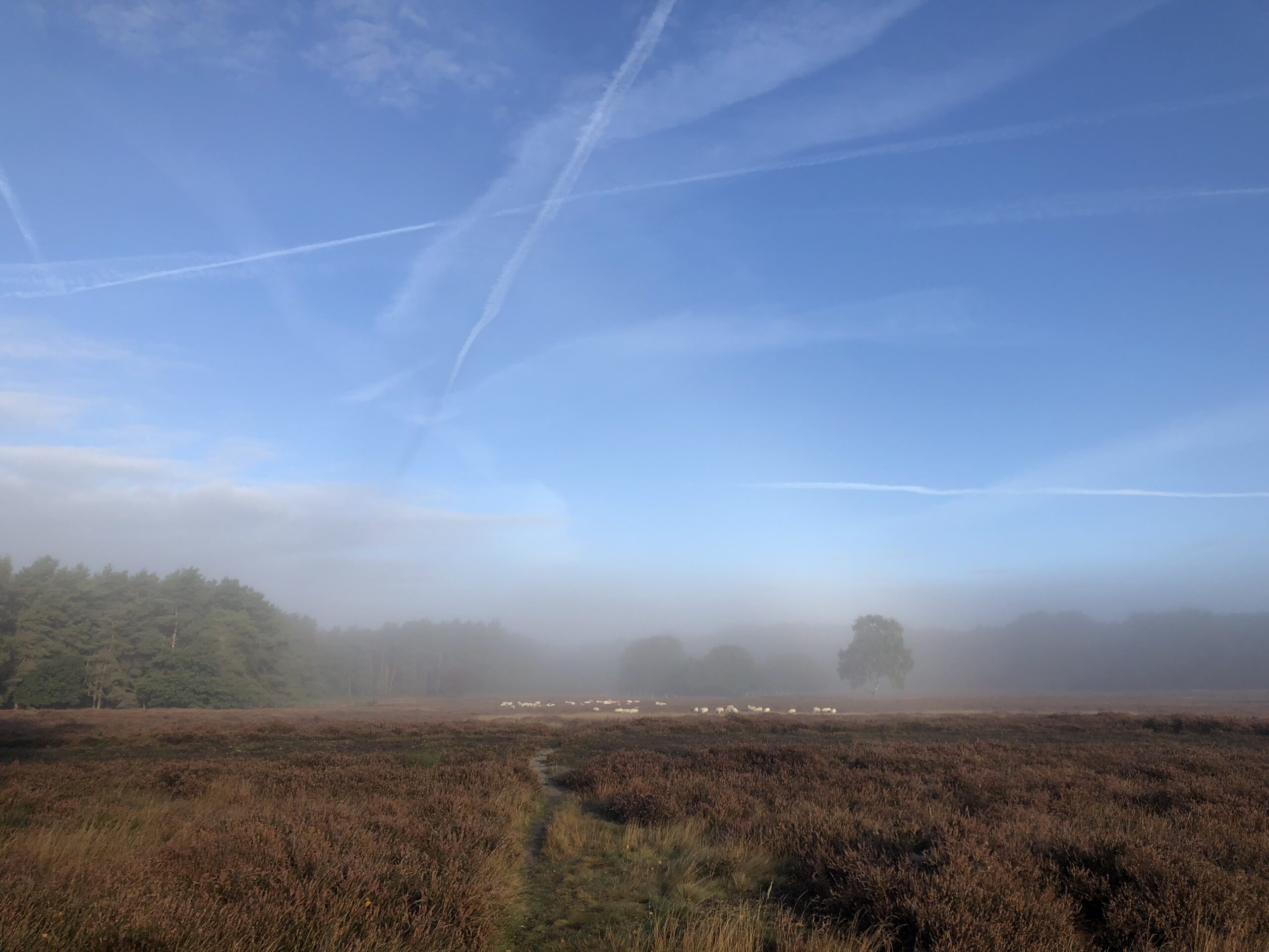 Mist vraagt om geduld, niet om versnelling.